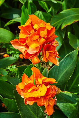 Canna or Yellow King Humbert the Canna Lily with two gorgeous bundles of orange flower petalsの写真素材