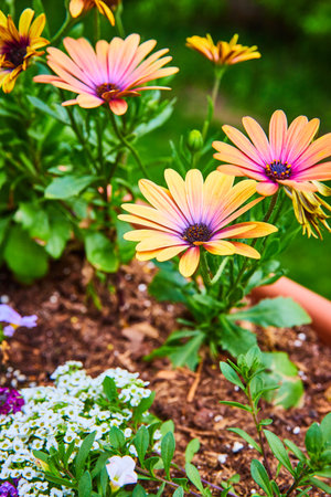 Cluster of blue eyed African Daisies blooming on bright summer day in flower pot with mulchの写真素材