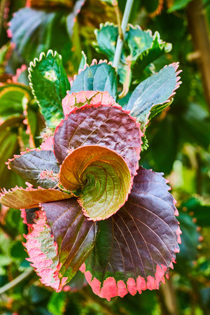 Top down view of the exotic Acalypha Copper Plant