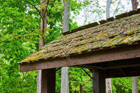 Living roof with moss and lichen growing on tiles under lush green forest trees in summerの写真素材