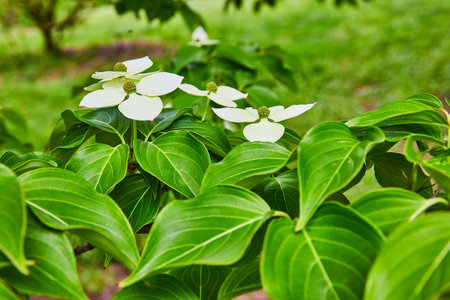 Four white flowers on Flowering Dogwood plant with green grass and tree backgroundの写真素材