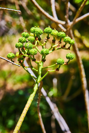 Branch with small protrusions that look like small trees or broccoli sproutsの写真素材