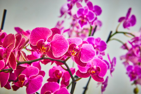 Vibrant pink orchid flowers on long stems macro close up viewの写真素材