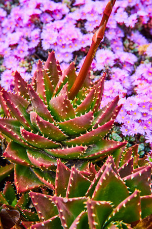Gorgeous contrast of green succulents with wall of pretty pink flowers in background assetの写真素材