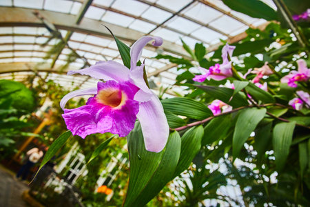 Macro view of bright purple orchids and blurry green conservatory backgroundの写真素材