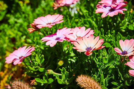 Flat pink and orangish flowers close up with gorgeous contrasting green leavesの写真素材