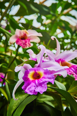 Close up of purple and lavender colored orchids with leafy green backgroundの写真素材