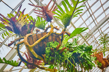 Exotic hanging plants with greenhouse ceilingの写真素材