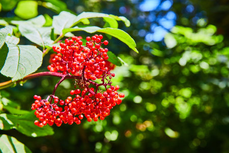 Red berries under bright summer sun with vibrant green leaves and blurry forest and skyの写真素材