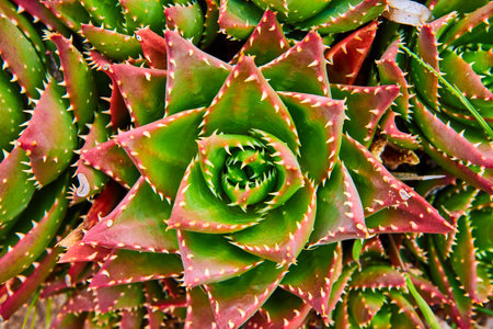 Close up of wall center of blooming green and red tipped succulent background asset