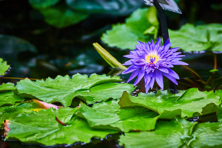 Pretty purple waterlily flower with yellow center resting above lily pad leaves on waterの写真素材