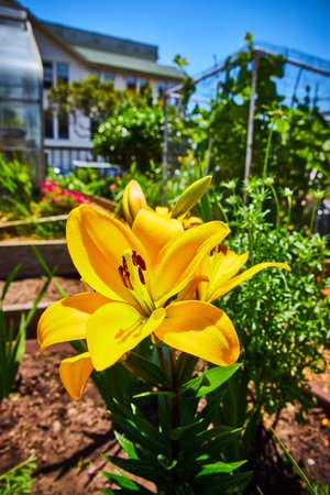 Close up of yellow flower on sunny day with bright blue sky and distant garden and houseの写真素材