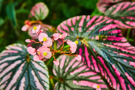 Macro view of tiny soft pink flowers with dark green leaves in background with hot pink on edgesの写真素材