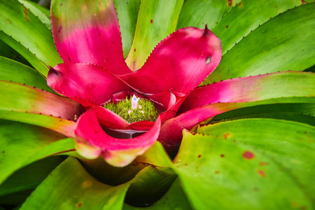 Macro green succulent with hot pink center and tiny green island with soft pink flower bloomingの写真素材