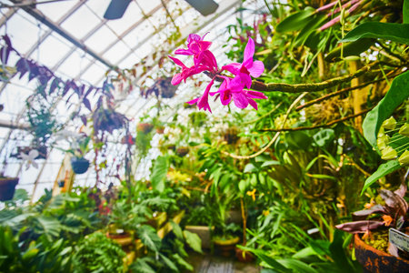 Vibrant pink orchids on end of long branch macro view with blurred greenhouse backgroundの写真素材