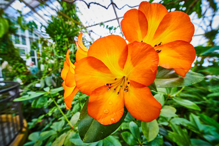 Macro of pretty sun gold flowers with interior of Conservatory of Flowers in backgroundの写真素材