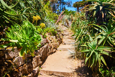 Rustic stairs going up with brick wall on either side and overgrown with succulents on sunny dayの写真素材