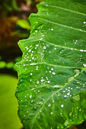 Close up of dew drops on large green leafの写真素材