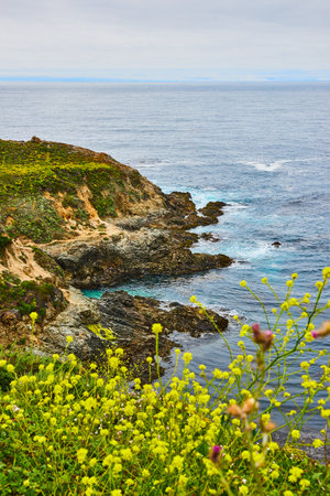 Yellow wildflowers overlooking coastline with crashing waves and distant blue skyの写真素材