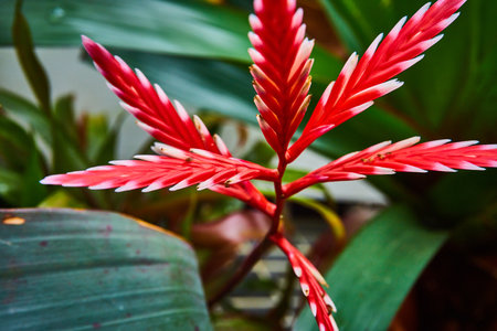 Vibrant red with spiky white ends on unique plantの写真素材