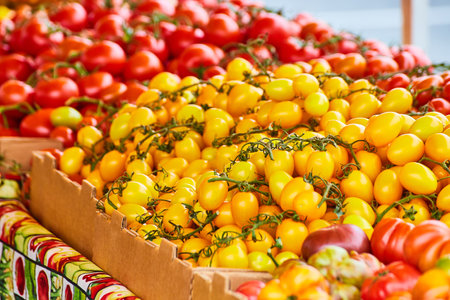 Table of tomatoes on the vine and yellow and red tomatoesの写真素材