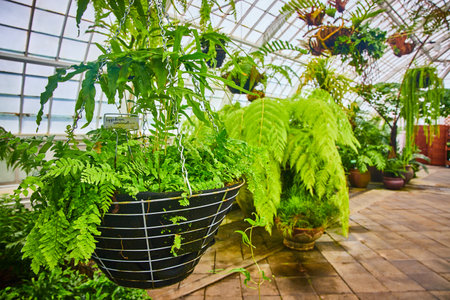 Hanging fern type plants with blurred plants in background inside greenhouseの写真素材