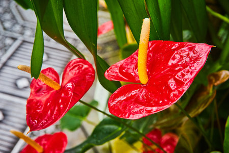 Waxy red leaves with tall yellow stems and dangling green leaves in backgroundの写真素材