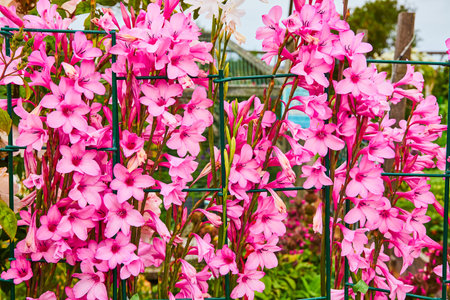 Close up of brilliant and gorgeous pink flowers crowding green wire garden fenceの写真素材