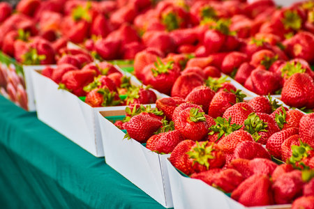 Ripe red strawberries in white containers on green tablecloth close up macro shotの写真素材