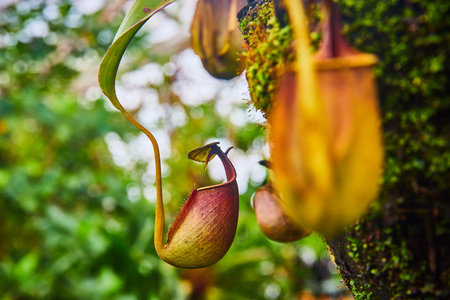Curled carnivorous pitcher plant close up with blurred tree and surroundingsの写真素材