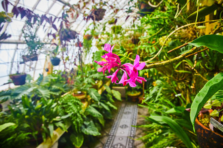 Macro view vibrant pink orchids on end of long branch with blurred greenhouse backgroundの写真素材