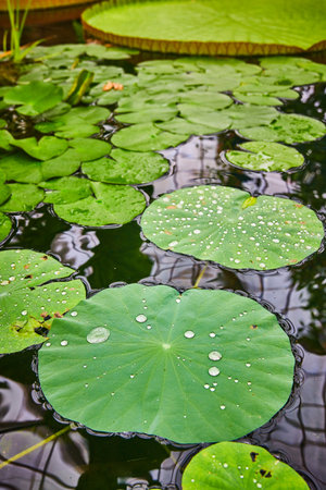 Water droplets on close up of waterlily pads floating on pondの写真素材