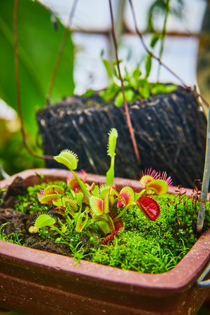 Carnivorous Venus fly trap plants in hanging planter in conservatoryの写真素材