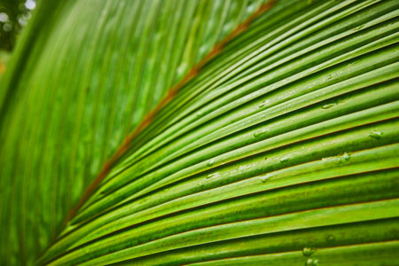 Macro view of dew drops on leafy fronds macro shot of one leaf with many bladesの写真素材