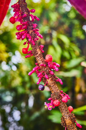 Macro pink bulbs growing off brown spotted wooden woodの写真素材