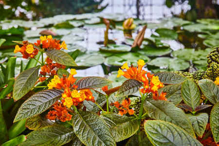 Tiny orange buds opening up to bright yellow flowers macro with pond in backgroundの写真素材