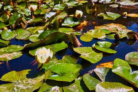 Lily pads with blooming white flowers on water surface of pondの写真素材