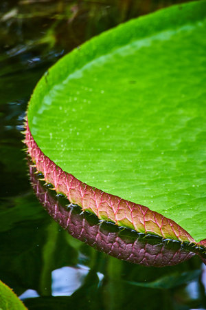 Macro of curled spiky edge of waterlily on surface of waterの写真素材