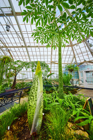 Corpse flower in planter with bud inside Conservatory of Flowersの写真素材