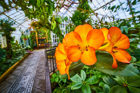 Close up of sun gold flowers with interior of Conservatory of Flowers in backgroundの写真素材