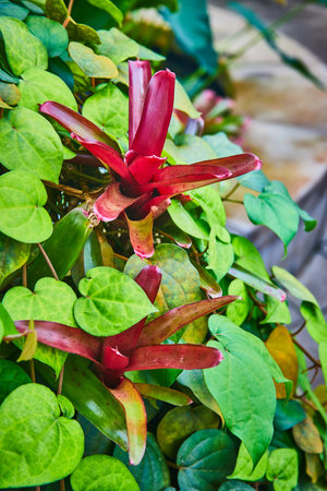 Red succulents poking through green teardrop shaped leavesの写真素材