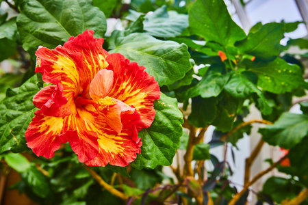 Bright reddish orange flower with yellow flare on petals and green leaves in backgroundの写真素材
