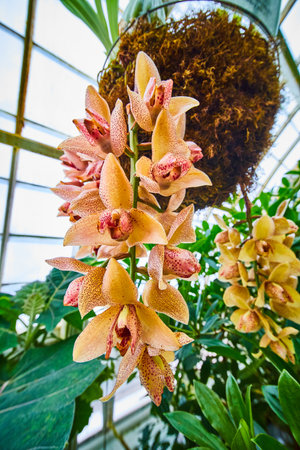 Peach colored orchids on long green vine dangling from hanging potの写真素材