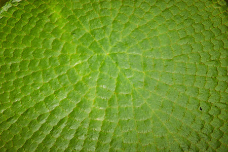Macro of large lily pad leaf with blocky cell patches visibleの写真素材