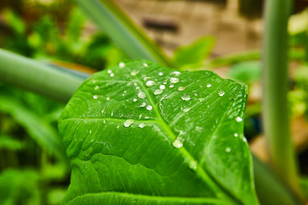 Dew drop macro shot of green leaf with blurred backgroundの写真素材