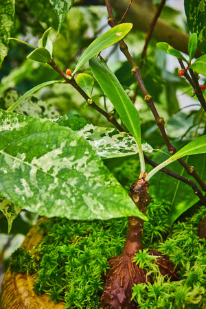 Close up of small plant with two leaves and a bib bulbous base in mossy potの写真素材