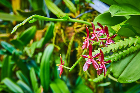 Waxy dark red orchids on ribbed stem macro viewの写真素材