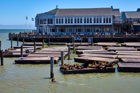 Sea lions sunbathing on pier boards at Pier 39 on bright sunny day with crowd of onlookersの写真素材