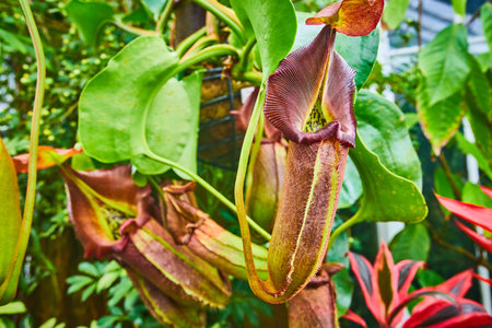 Pitcher carnivorous plant with ribbed edges on leafy exterior in conservatoryの写真素材