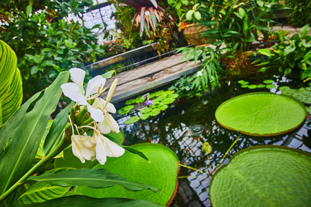 Close up of white flowers over waterlily pond inside Conservatory of Flowersの写真素材